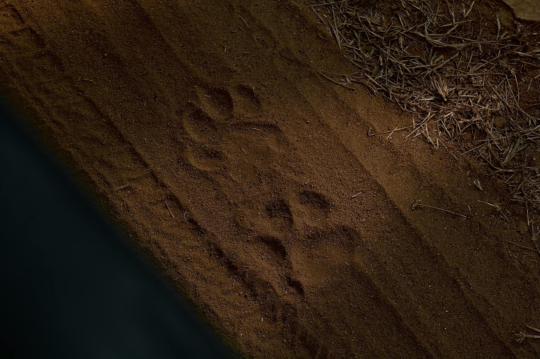 Ślad łapy zwierzęcia w brązowym piasku obok suchej trawy
